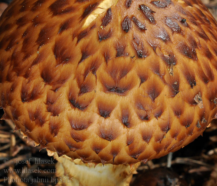 Pholiota_jahnii_bp3215