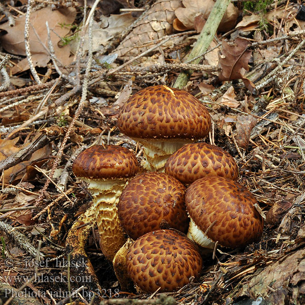 Pholiota_jahnii_bp3218