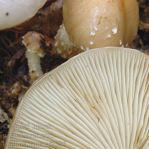 Pholiota lenta Flammule glutineuse Bledi luskinar