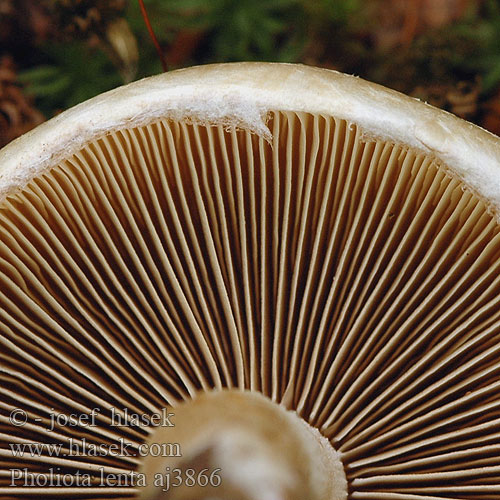 Pholiota lenta Slijmerige blekerik Fakó tőkegomba