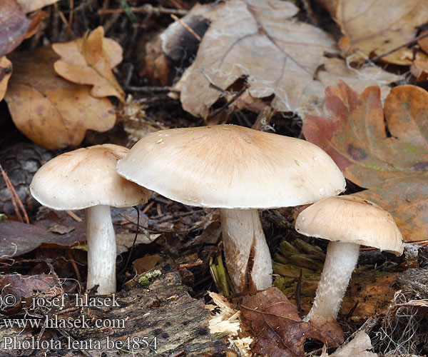 Pholiota lenta be4854