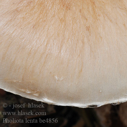 Pholiota lenta be4856