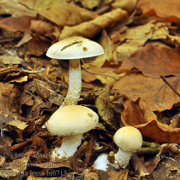 Pholiota lenta bi6715