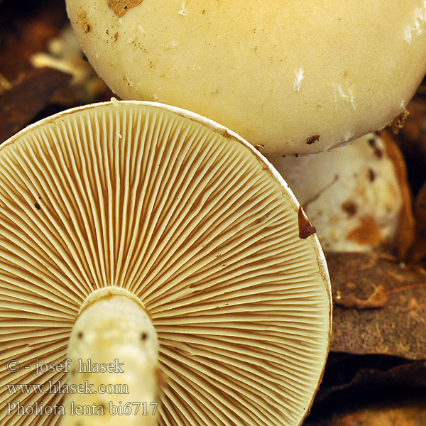 Pholiota lenta bi6717