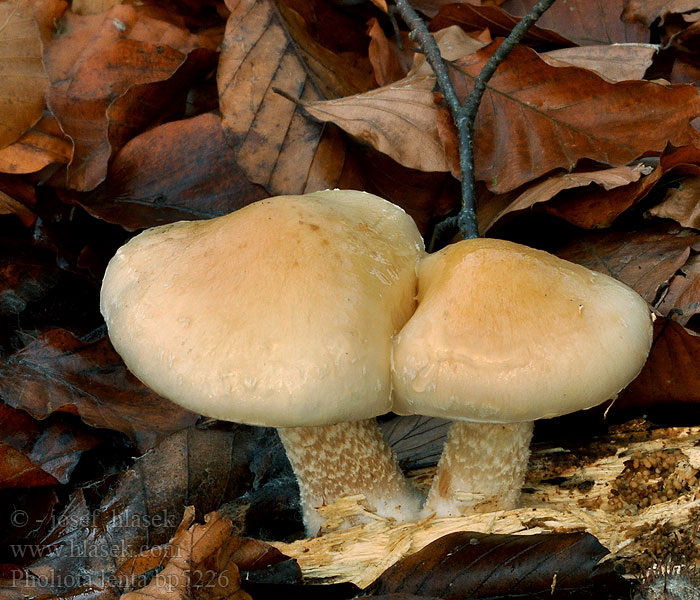 Pholiota lenta Šupinovka šedohlínová