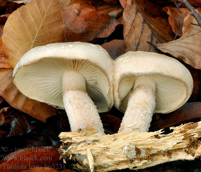 Pholiota lenta Slemflamskivling Tonblasser Schüppling