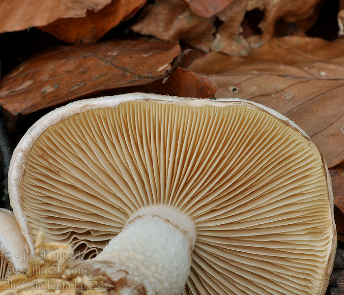 Pholiota lenta Łuskwiak śluzowaty giętki