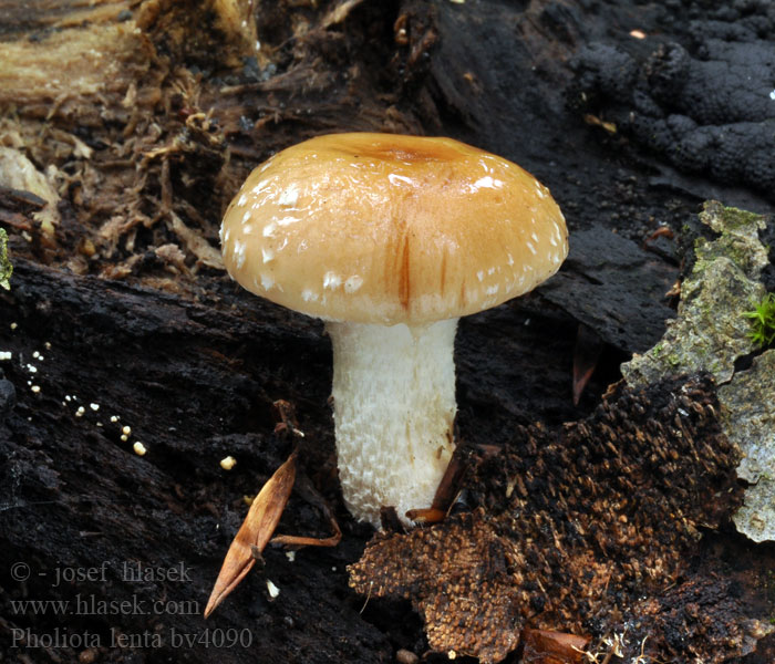 Pholiota lenta Šupinovka šedohlínová hlinovookrová