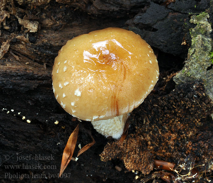 Pholiota lenta Tonblasser Schüppling