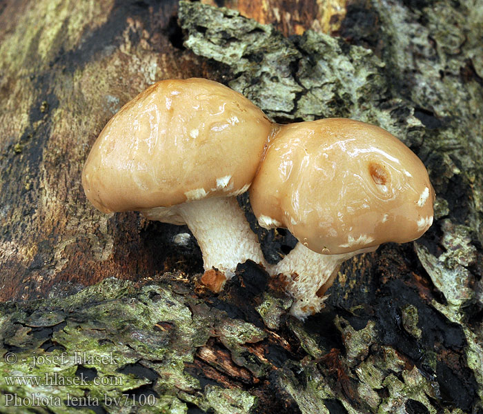 Pholiota lenta Flammule glutineuse