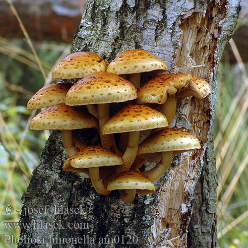 Pholiota limonella am0120