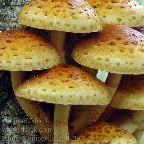 Lemon-yellow pholiota Citrondzeltenā zvīnene