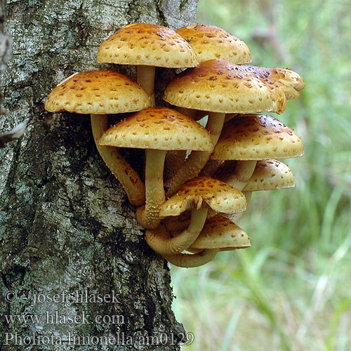 Pholiota limonella am0129