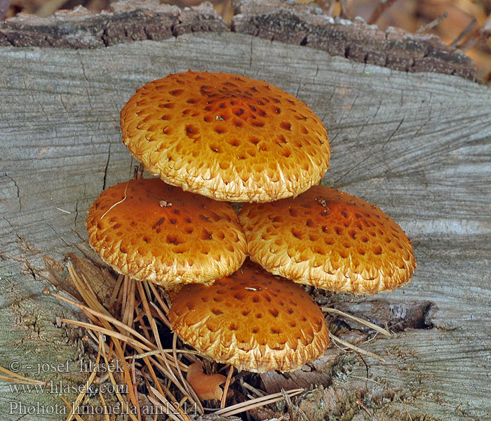 Pholiota lenta Łuskwiak śluzowaty giętki Flammule glutineuse