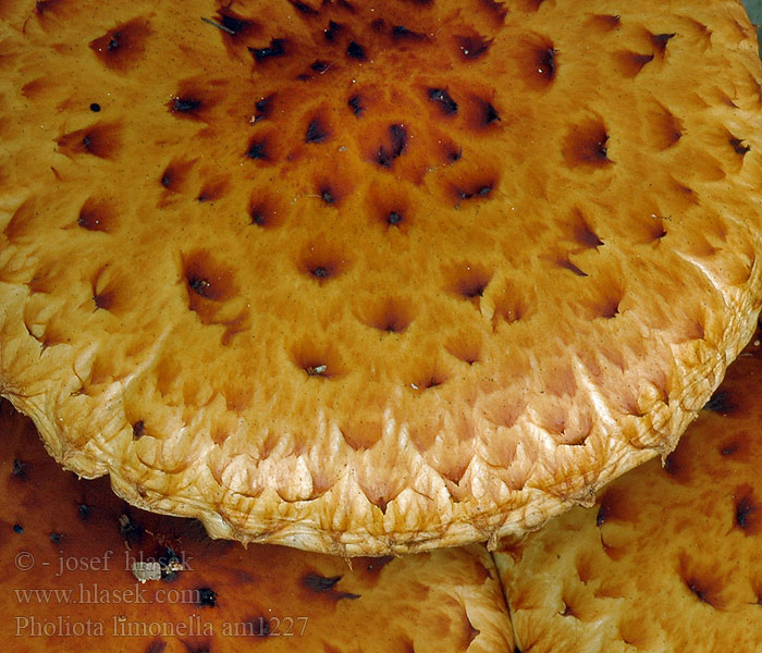 Pholiota_limonella_am1227