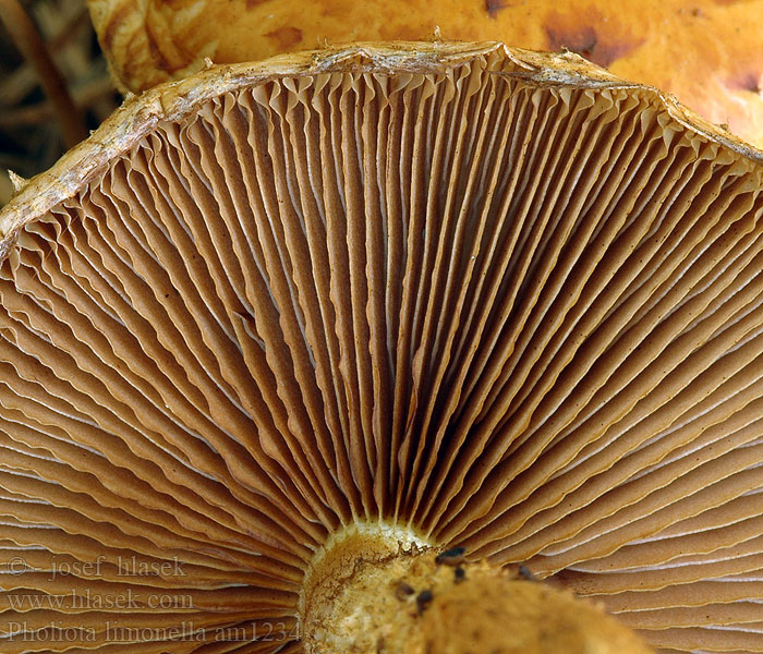 Pholiota_limonella_am1234