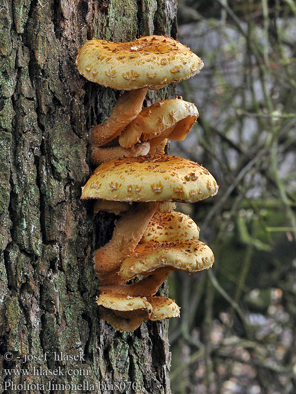 Pholiota lenta Limahelokka Slijmerige blekerik Fakó tőkegomba