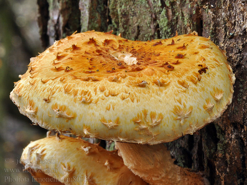 Pholiota_limonella_bm8075