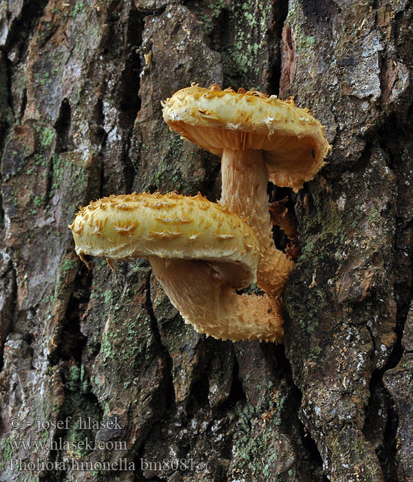 Pholiota lenta Tonblasser Schüppling