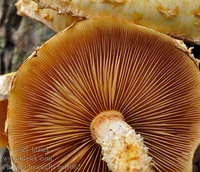 Pholiota_limonella_bm8082