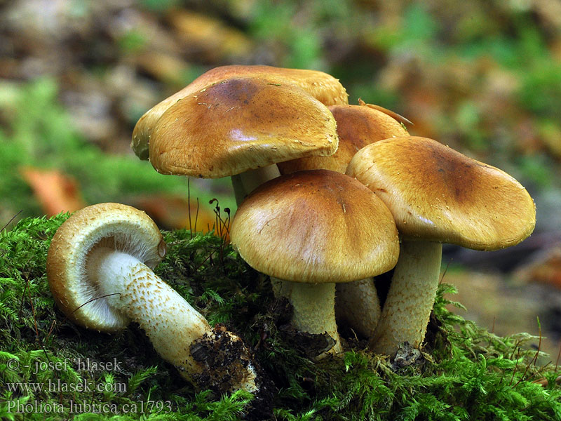 Weißflockiger Schüppling Pholiota lubrica Flammula