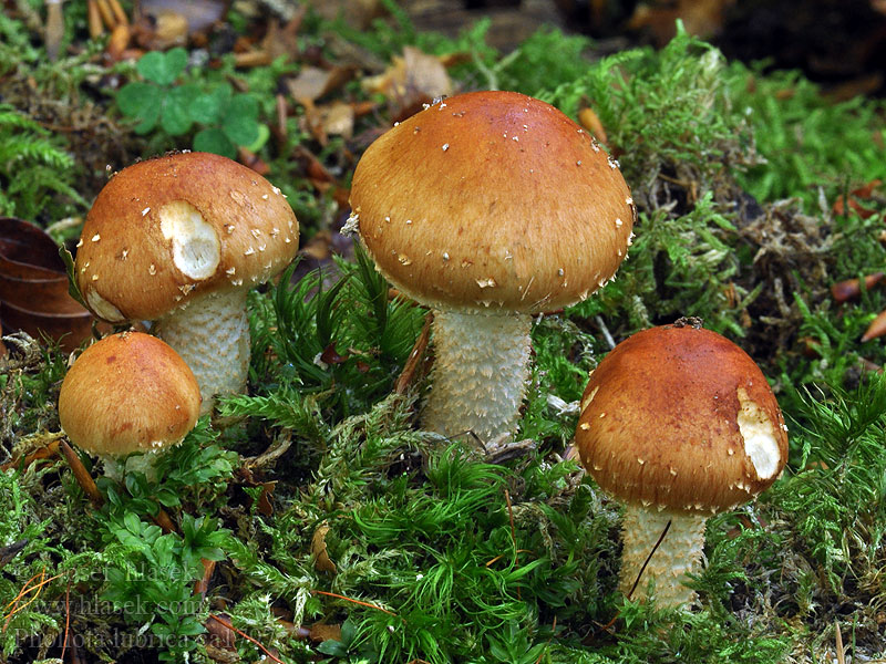 Rödbrun slemflamskivling Pholiota lubrica