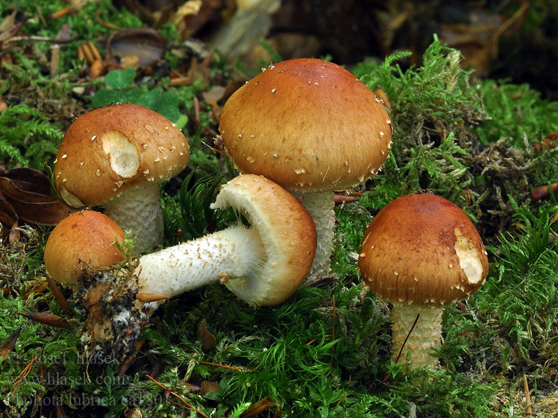 Ruskolakihelokka Pholiota lubrica