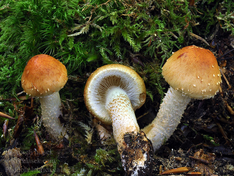 Fehérpelyhes tőkegomba Pholiota lubrica