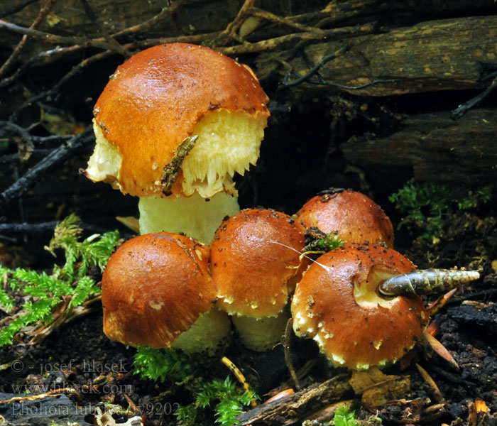 Pholiota lubrica Flammula Šupinovka hnědočervená