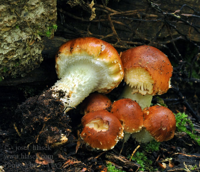 Pholiota lubrica Flammula