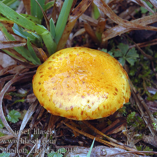 Pholiota lucifera aj2919