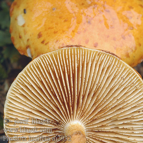 Pholiota lucifera aj2932