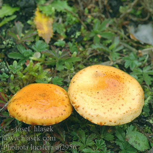 Pholiota lucifera Brandgul skælhat Fijnschubbige bundelzwam Piktoji skujagalvė Чешуйчатка клейкая Danični luskinar Šupinovka mastná Fettiger Schüppling Łuskwiak lucyferowy pomarańczowobrązowy Pholiote lumineuse Lucifer