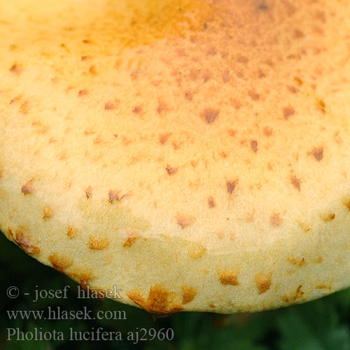 Pholiota lucifera aj2960