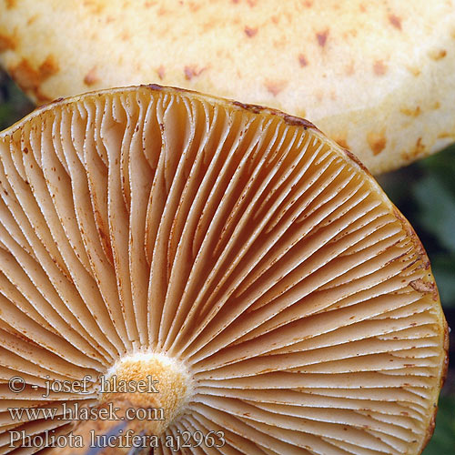 Pholiota lucifera aj2963