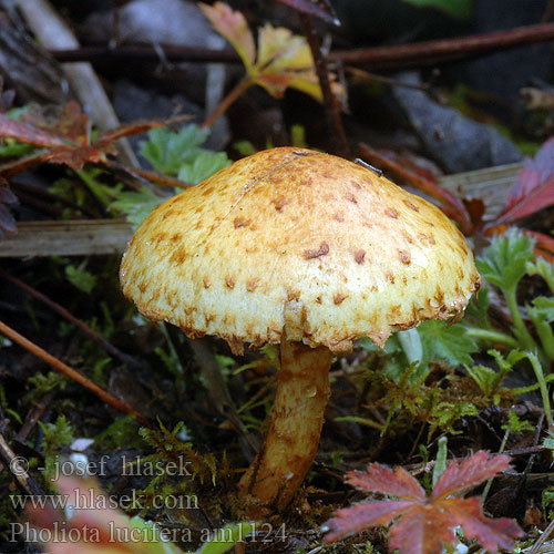 Pholiota lucifera am1124