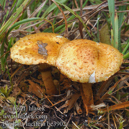 Pholiota lucifera be3902