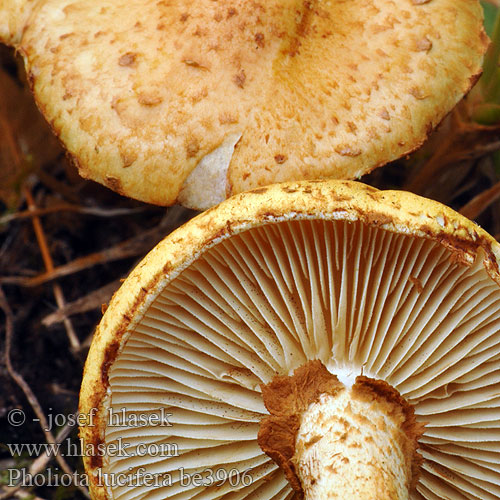 Pholiota lucifera be3906