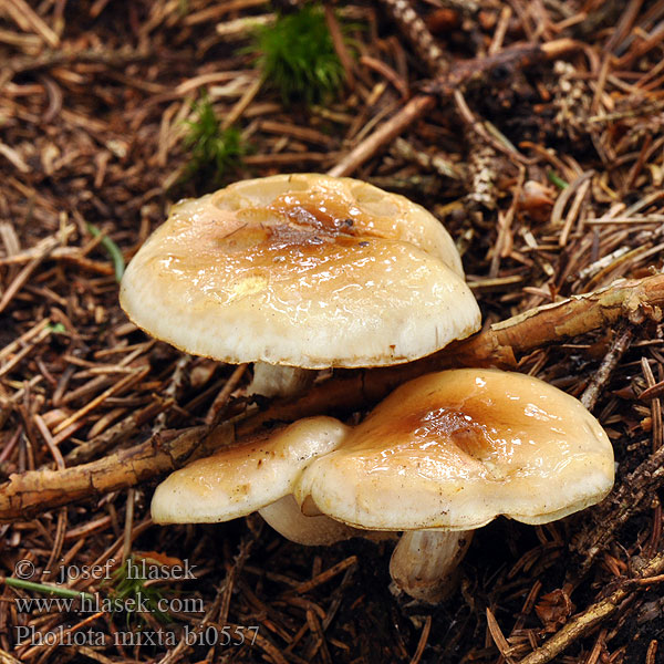 Pholiota mixta bi0557