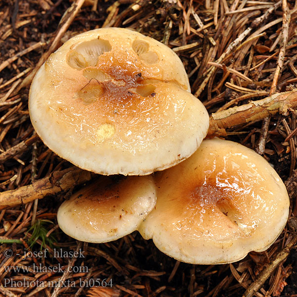 Pholiota mixta bi0564