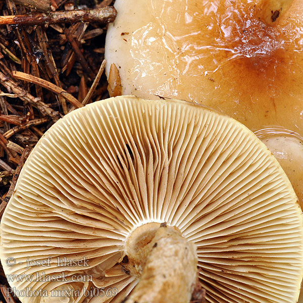 Pholiota mixta bi0569