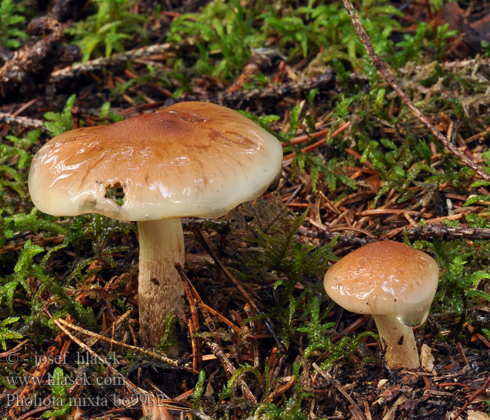 Pholiota mixta Чешуйчатка слизистая Šupinovka holá