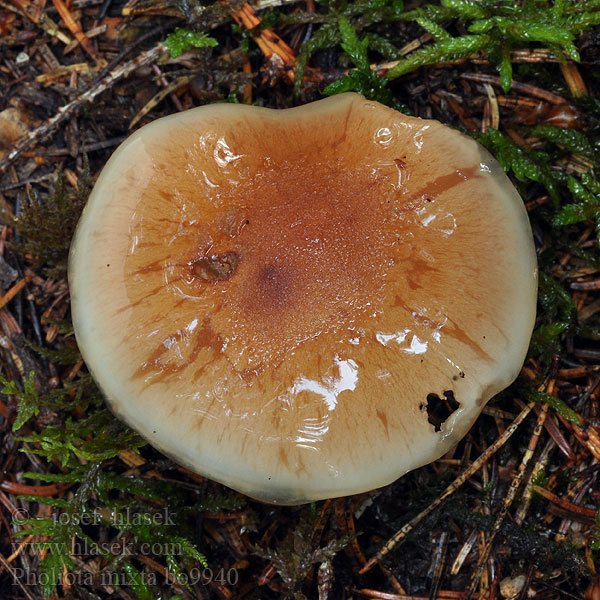 Pholiota mixta Šupinovka bledookrová Runzelschüppling