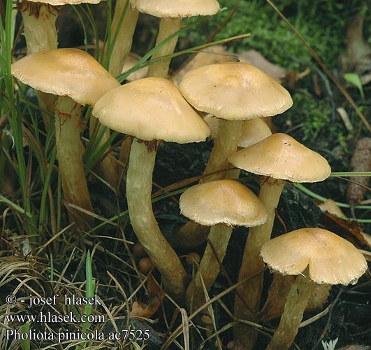 Pholiota pinicola Šupinovka nahnědlá Borov luskinar Kiefern-Schüppling Mäntyhelokka