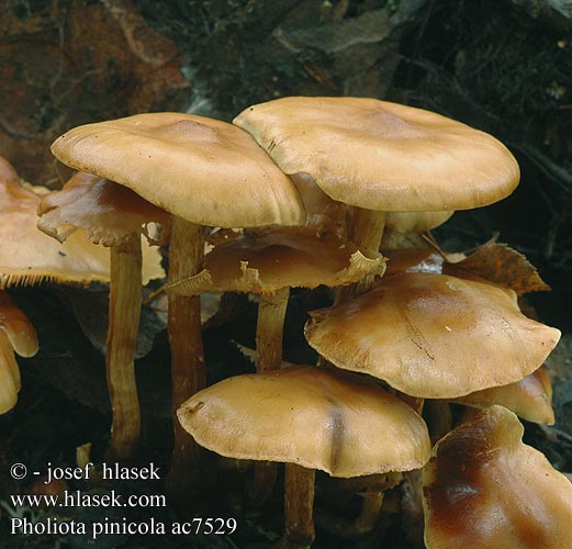 Pholiota pinicola ac7529