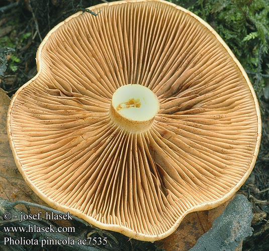 Pholiota pinicola ac7535