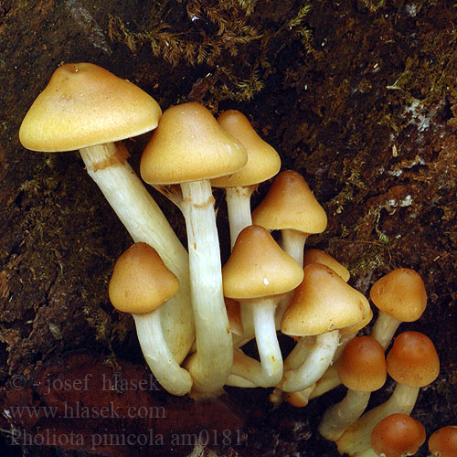 Pholiota pinicola am0181