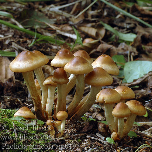 Pholiota pinicola am0195