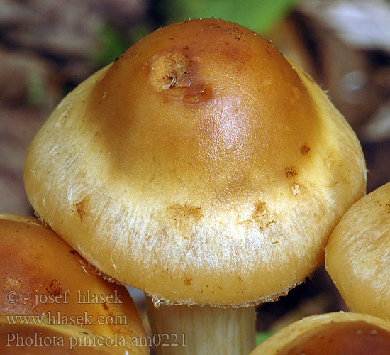 Pholiota pinicola am0221