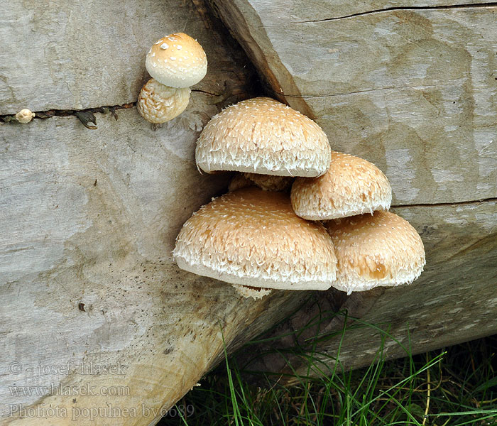 Pholiota populnea Hemipholiota destruens Šupinovka zhoubná